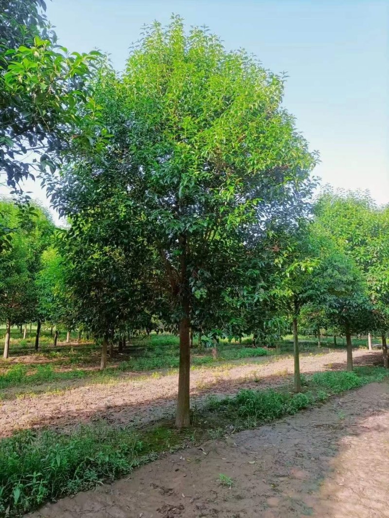 大葉女貞樹(shù)苗圃基地lvcaod.com