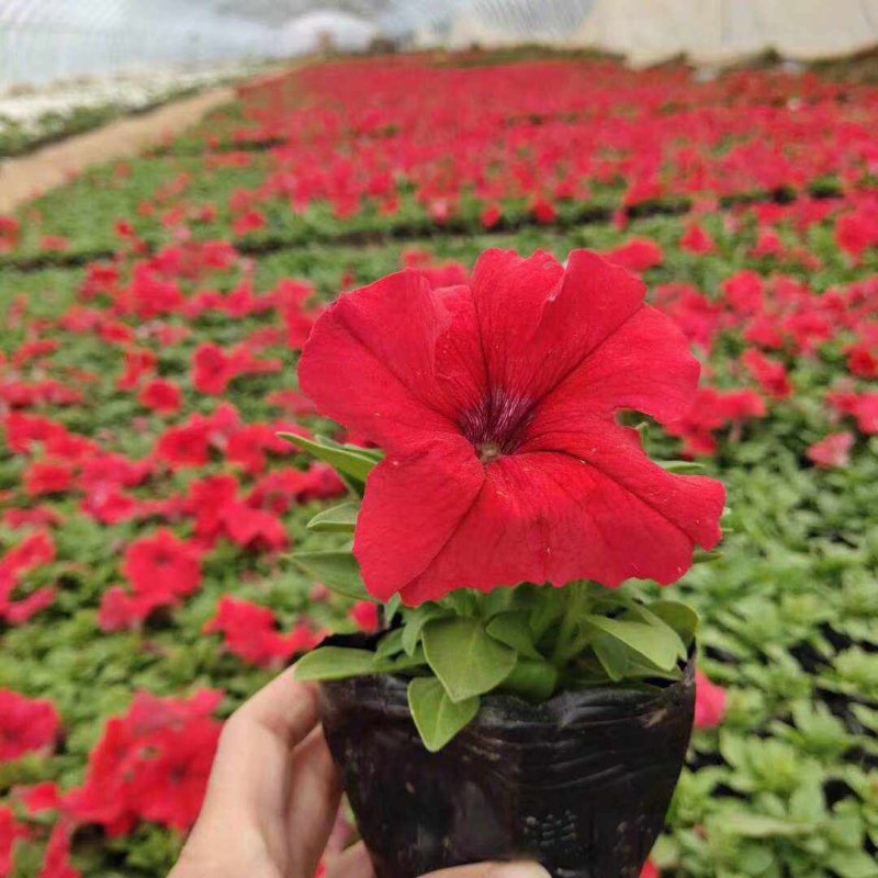 正紅大紅色矮牽?；ǘ?/>
</p>
<p style=