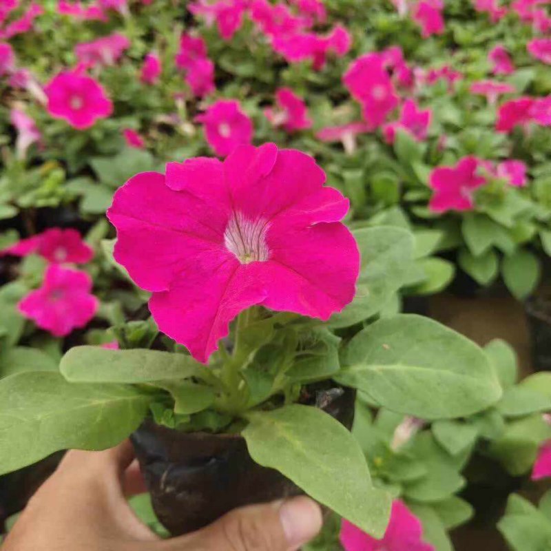 玫紅色矮牽?；绫缗柙?/>
</p>
<p style=