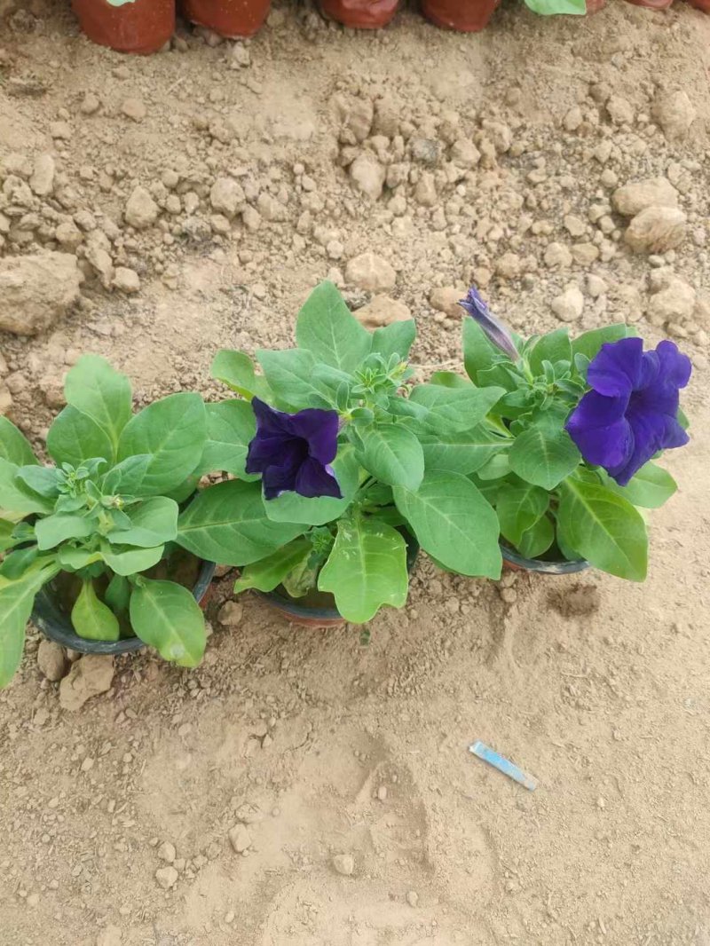 紫色矮牽牛藍(lán)色矮牽牛杯苗盆栽