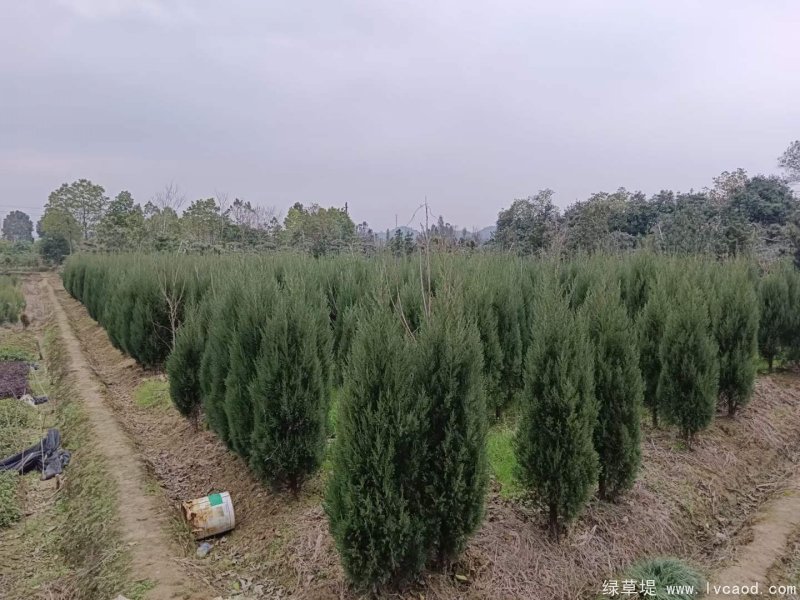 檜柏圖片基地實(shí)拍