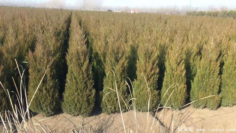 檜柏圖片基地實(shí)拍