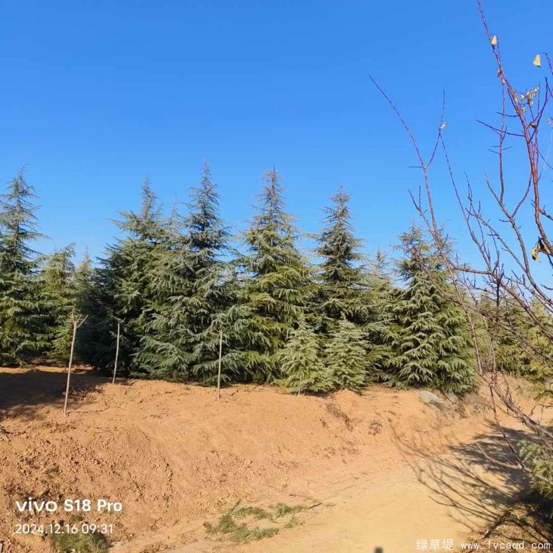 寶塔松圖片基地實(shí)拍