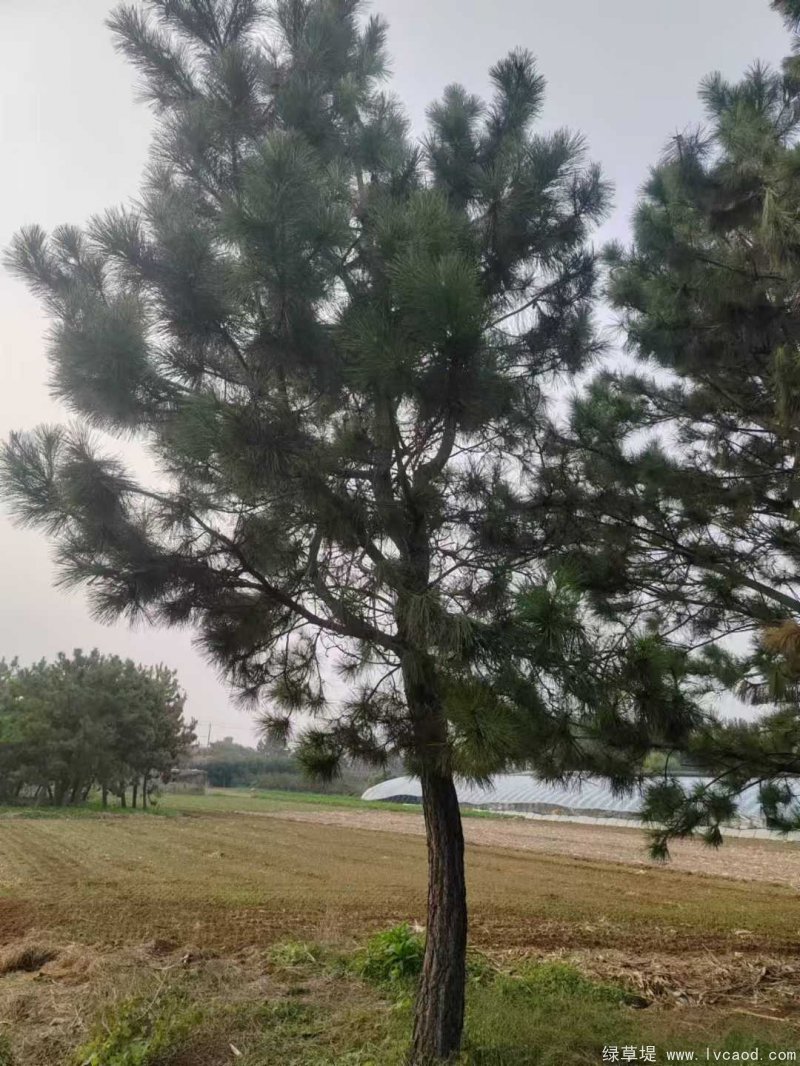 黑松苗圖片基地實(shí)拍