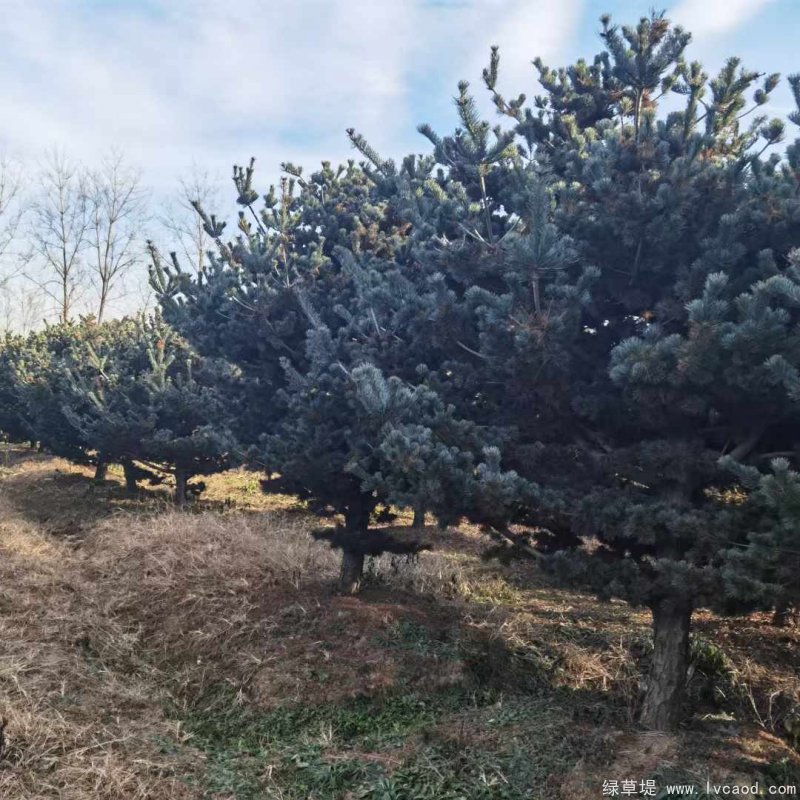 五針?biāo)蓤D片五針?biāo)苫貙?shí)拍