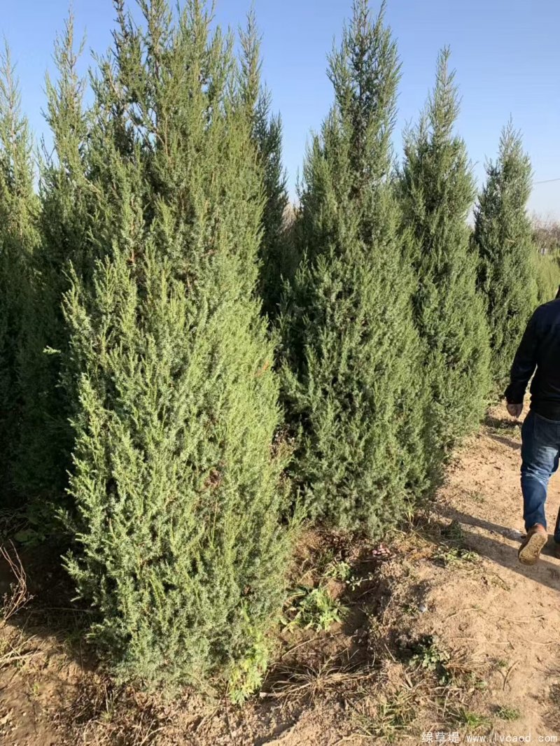 刺柏圖片刺柏基地實(shí)拍