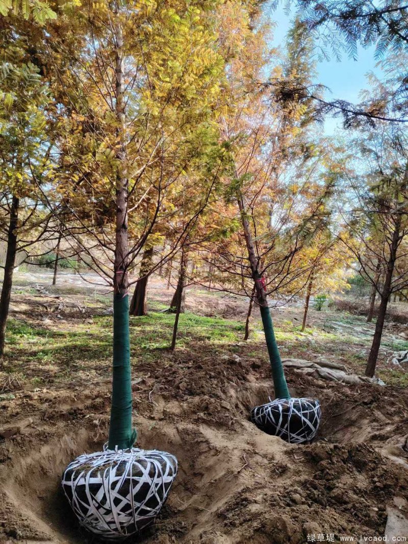 水杉樹(shù)落葉喬木行道樹(shù)