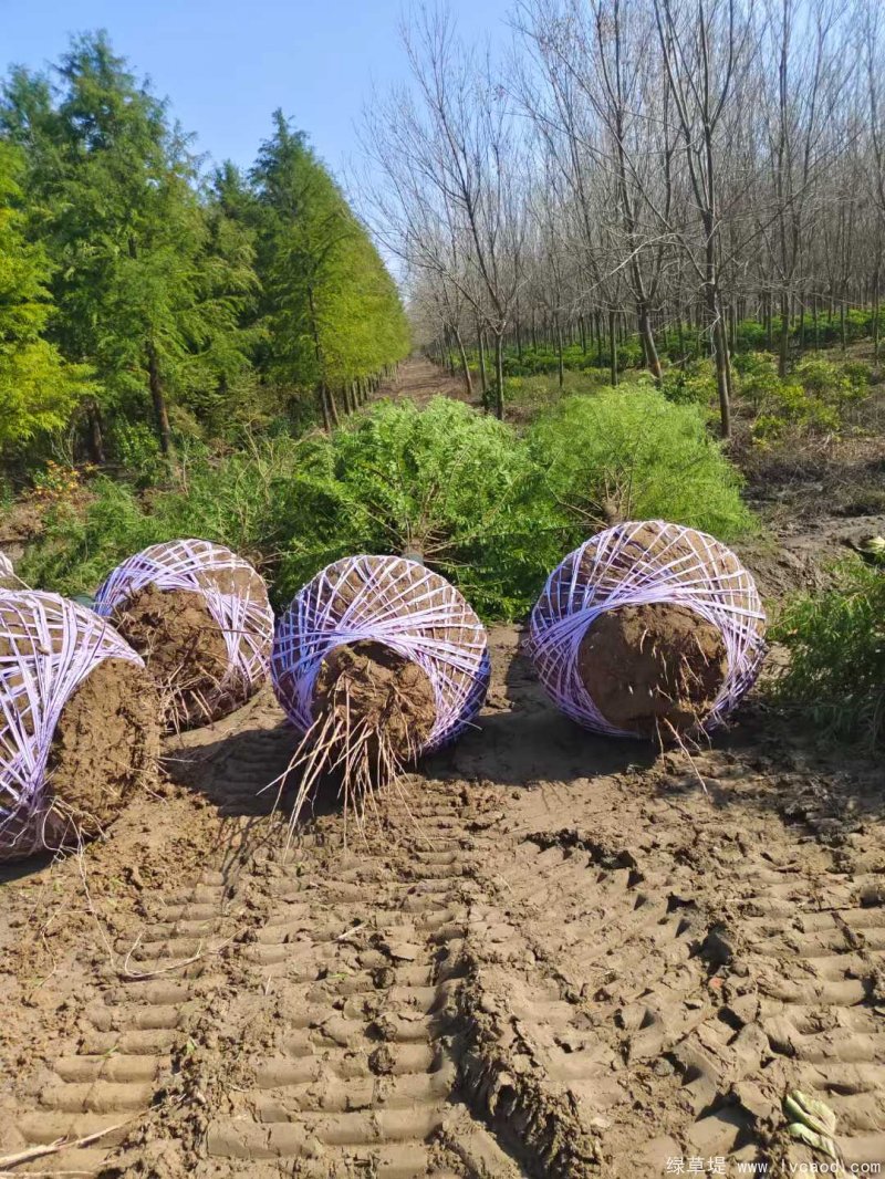 水杉樹(shù)落葉喬木行道樹(shù)