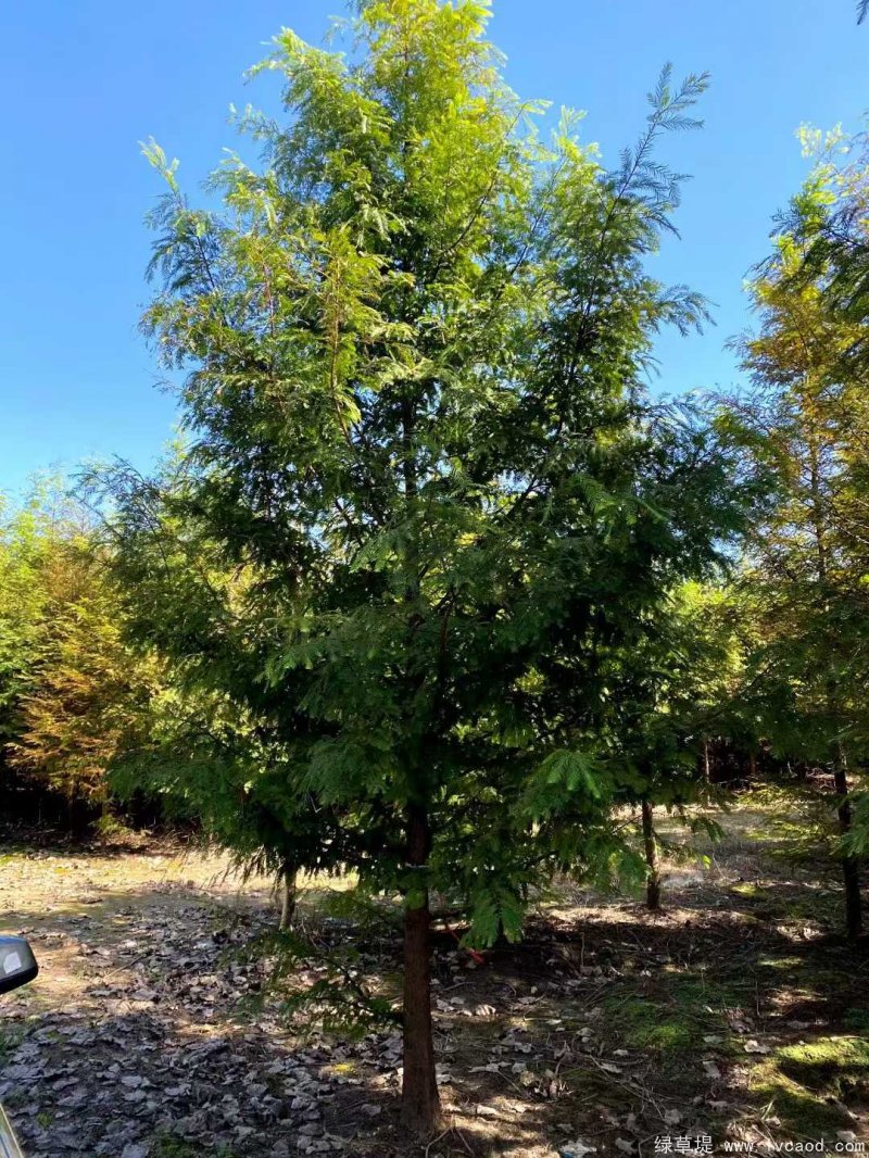 水杉樹(shù)落葉喬木行道樹(shù)