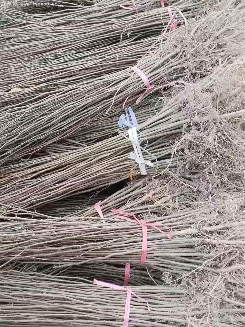 一年生刺槐樹槐樹苗