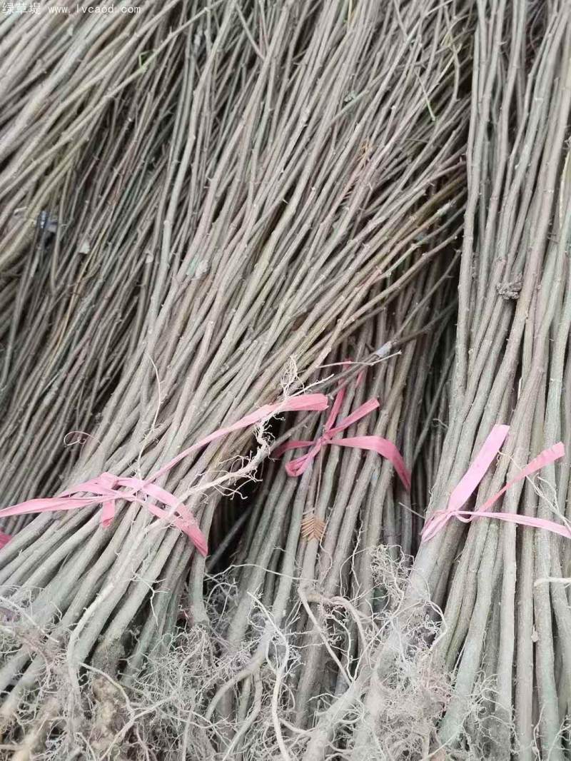 一年生刺槐樹槐樹苗