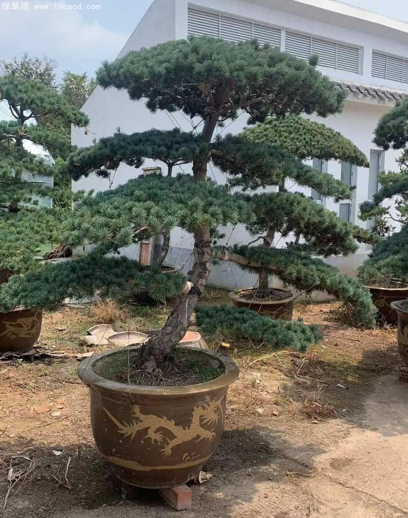 大阪松盆栽盆景造型