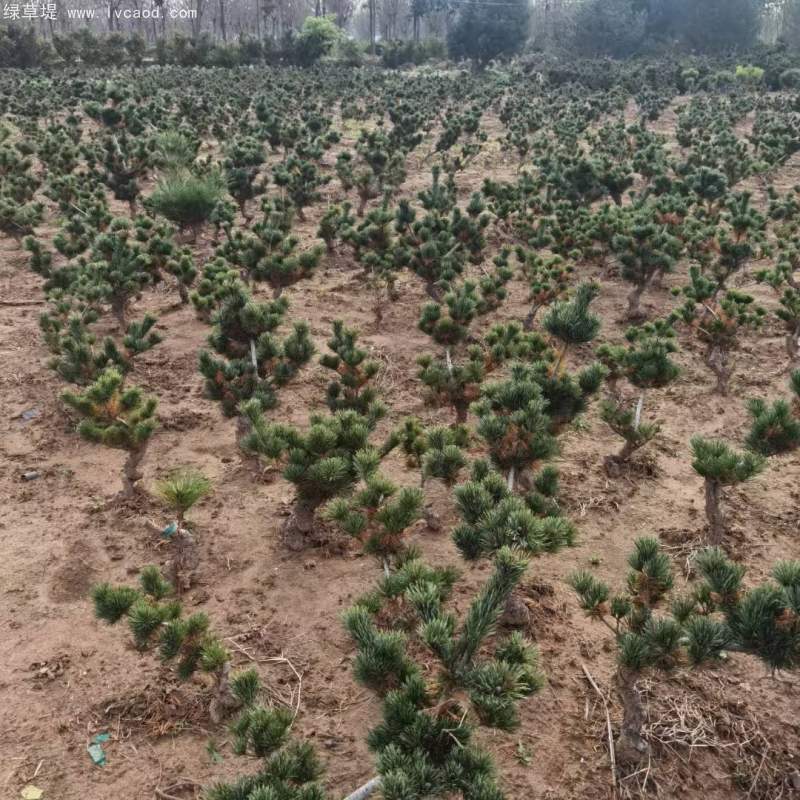 大阪松盆栽盆景造型