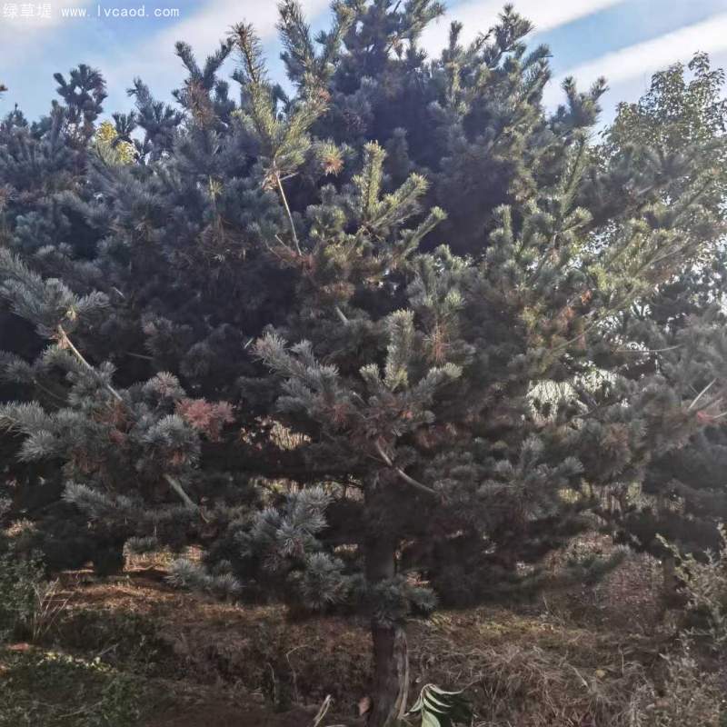 大阪松盆栽盆景造型