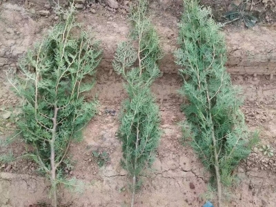 側(cè)柏苗杯苗袋苗容器苗