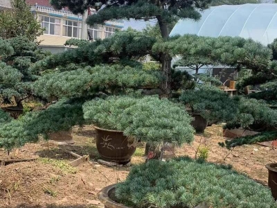 大阪松盆栽盆景造型