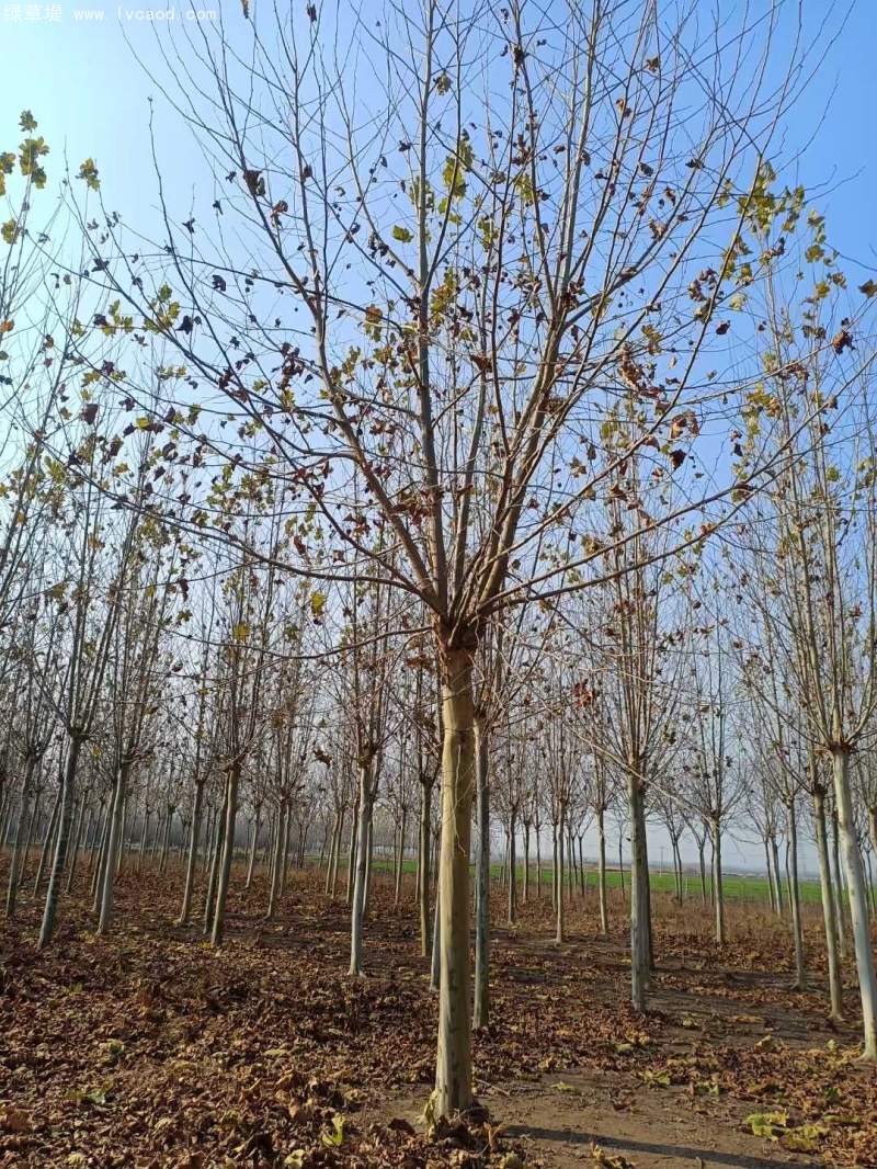 法桐樹高大落葉喬木行道樹