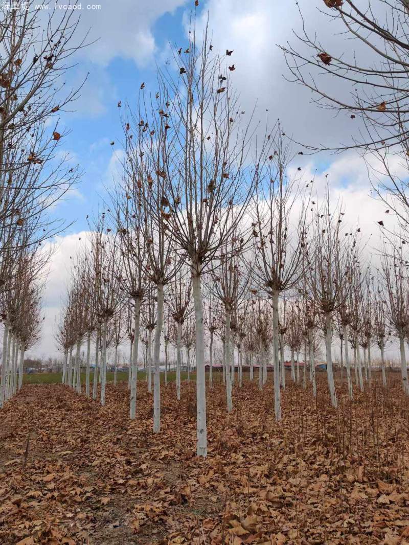 法桐樹高大落葉喬木行道樹