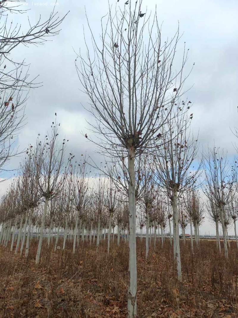 法桐樹高大落葉喬木行道樹