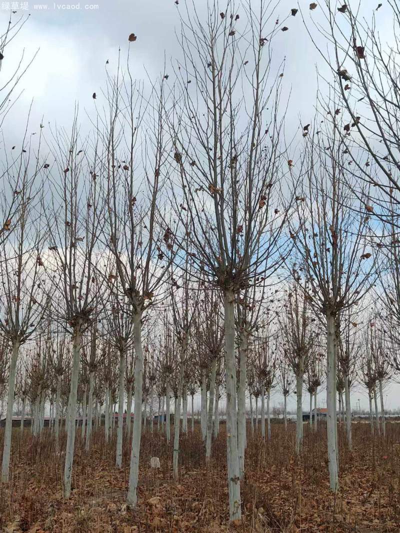 法桐樹高大落葉喬木行道樹