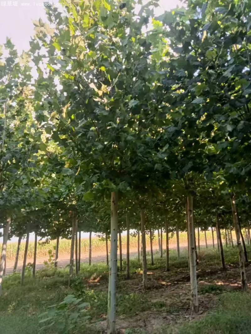 法桐樹高大落葉喬木行道樹