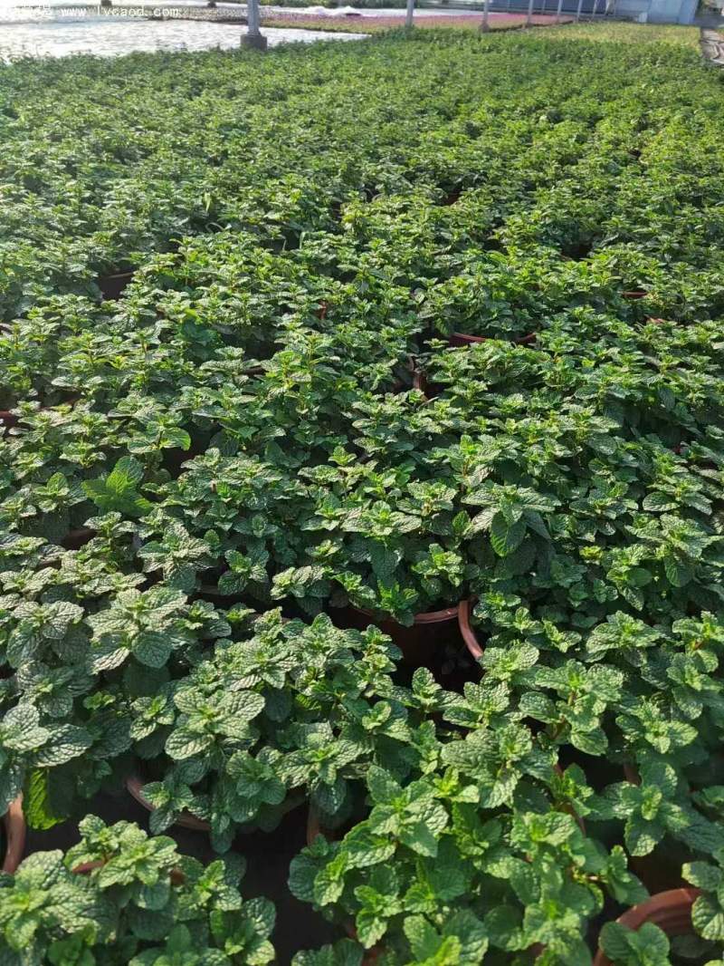 薄荷盆栽
