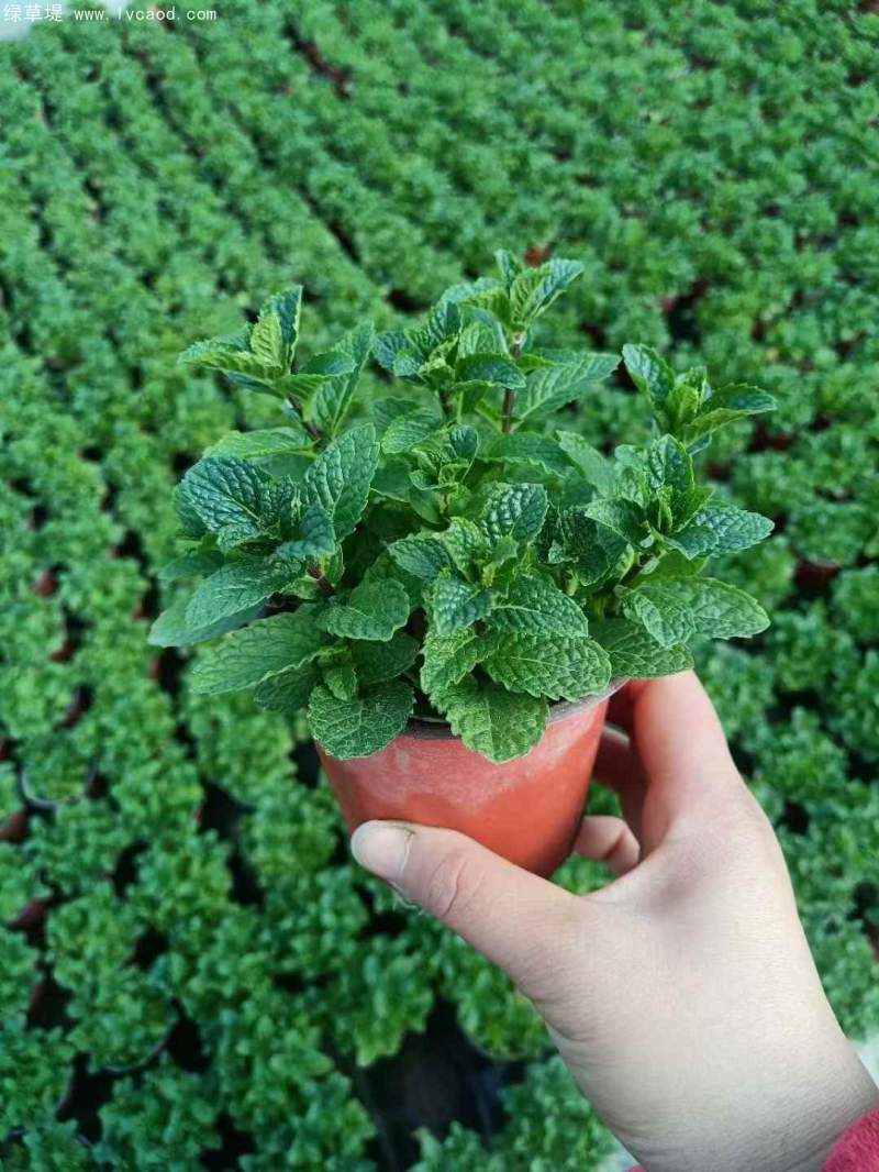 薄荷盆栽