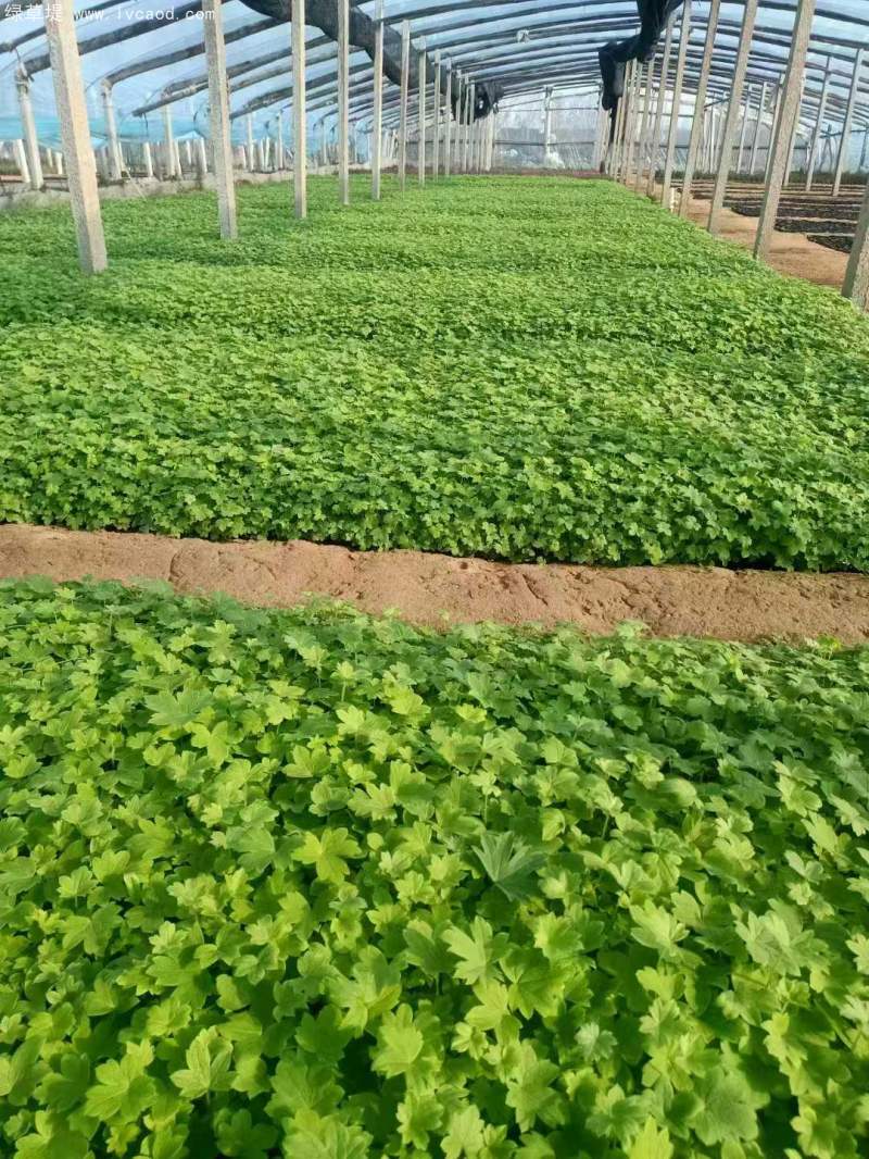 飛燕草杯苗盆栽容器苗