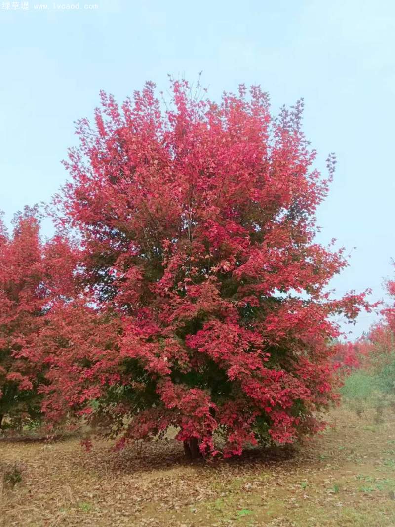 秋天變色的楓樹(shù)