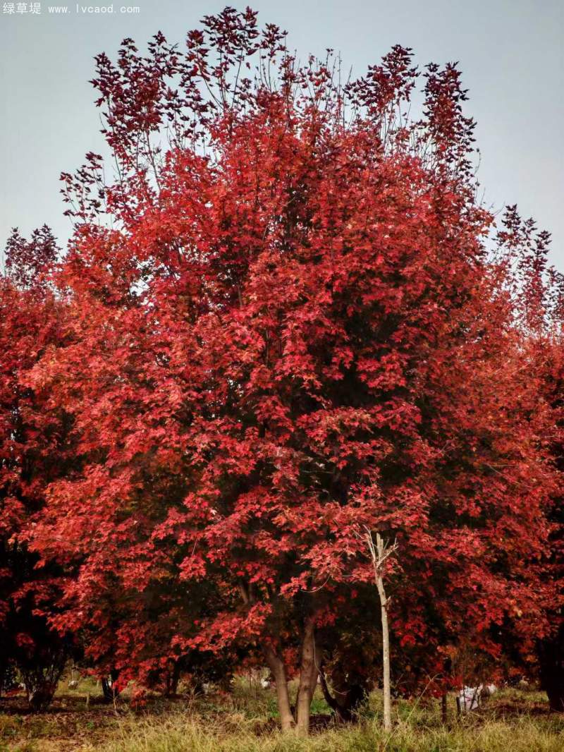 秋天變色的楓樹(shù)
