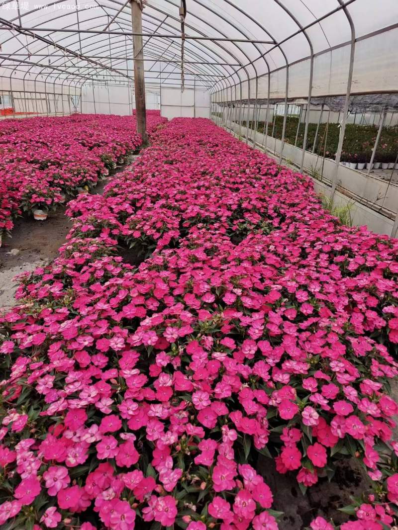 鳳仙花盆栽容器苗