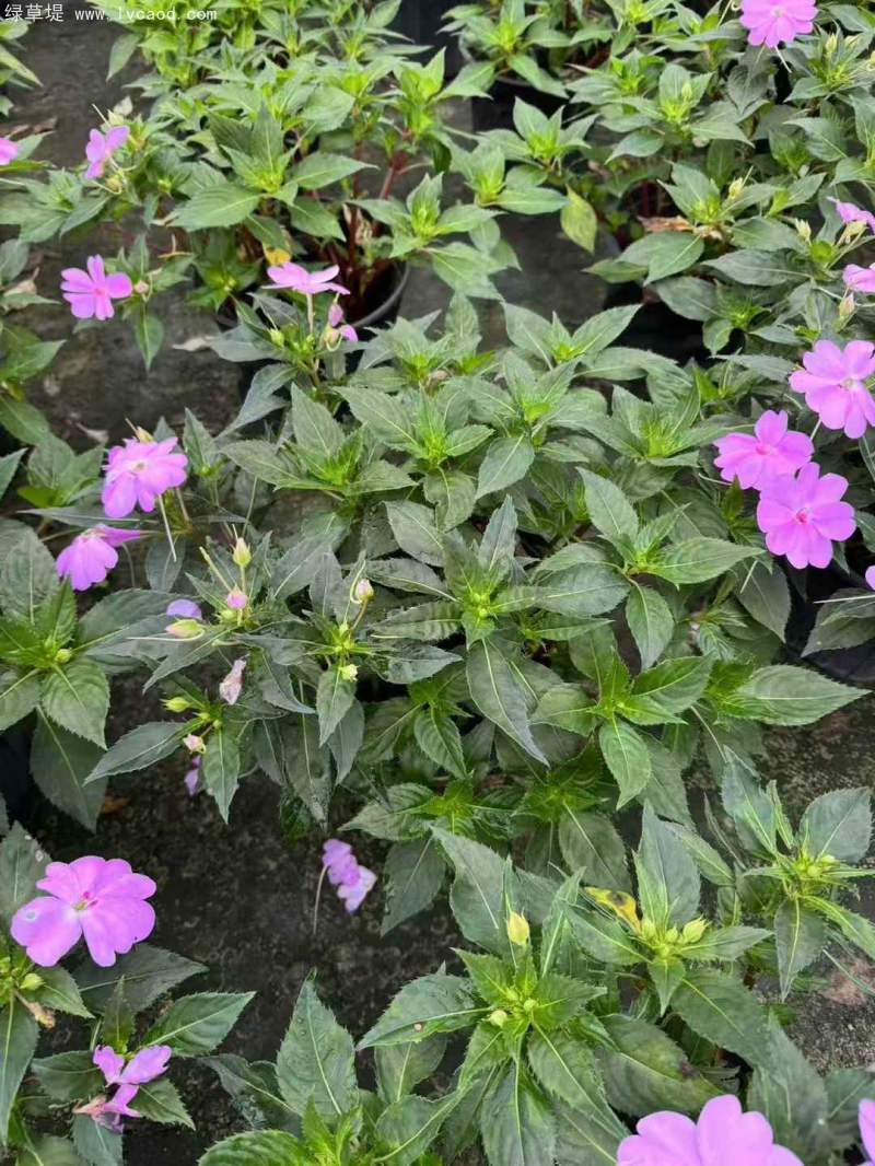 鳳仙花盆栽容器苗