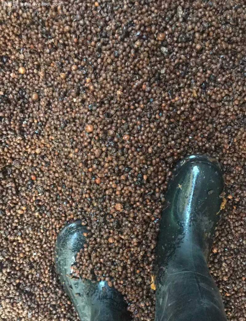 鈣果種子采收過(guò)程