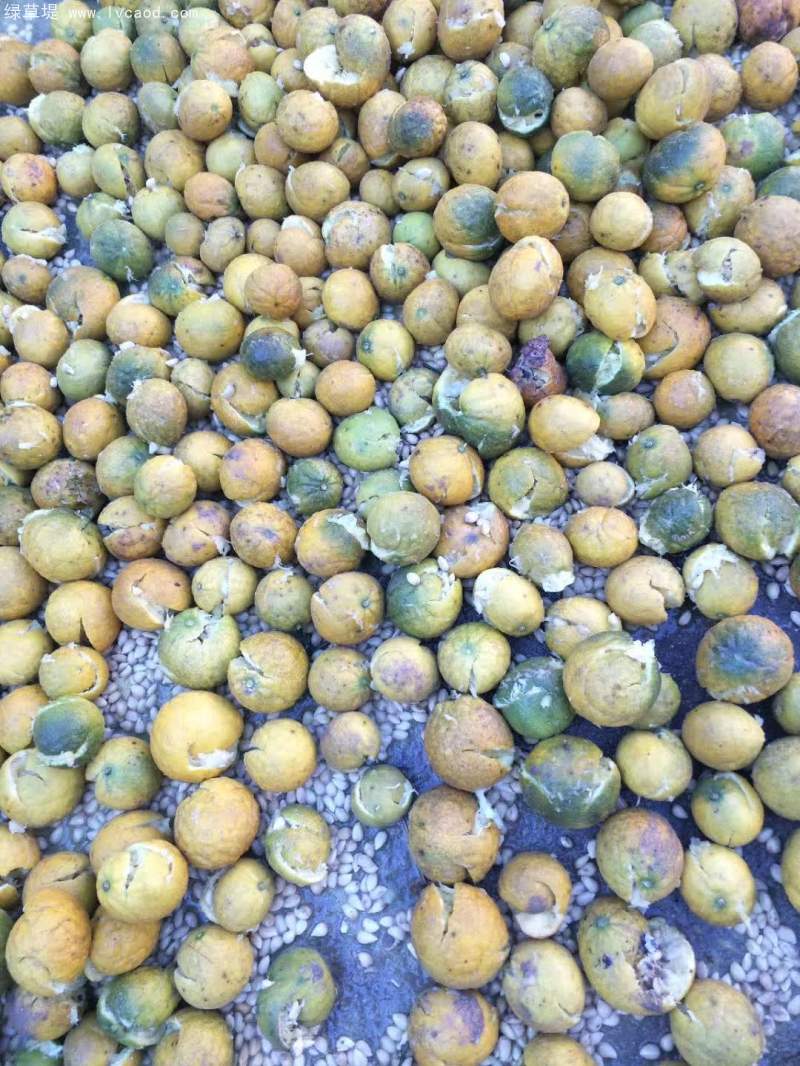 枳殼種子橘子種子野枸橘