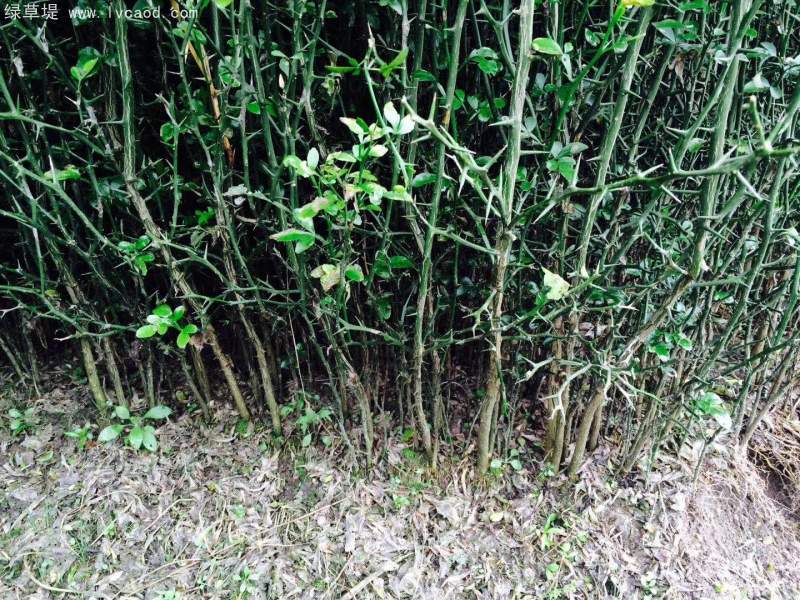 枳殼橘子野枸橘小苗