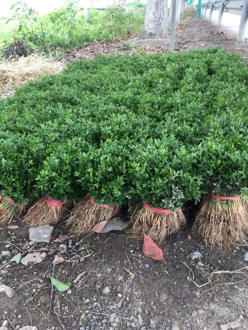 枳殼橘子野枸橘小苗