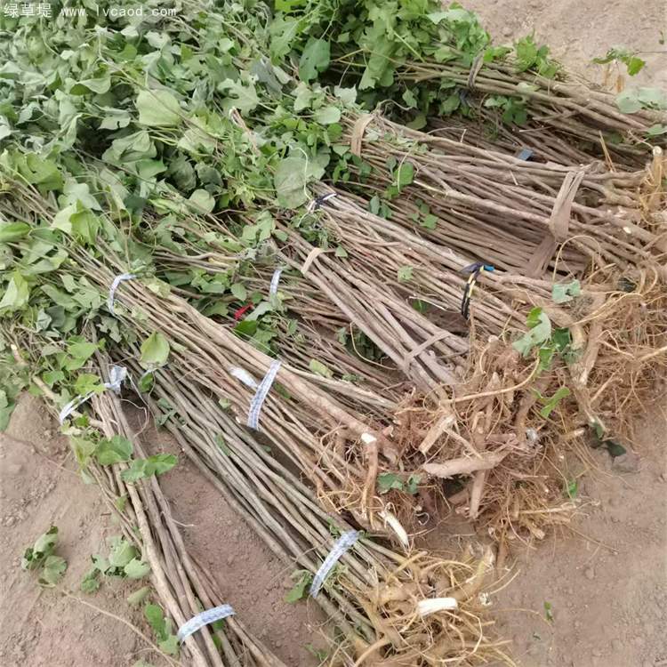 構(gòu)樹(shù)苗