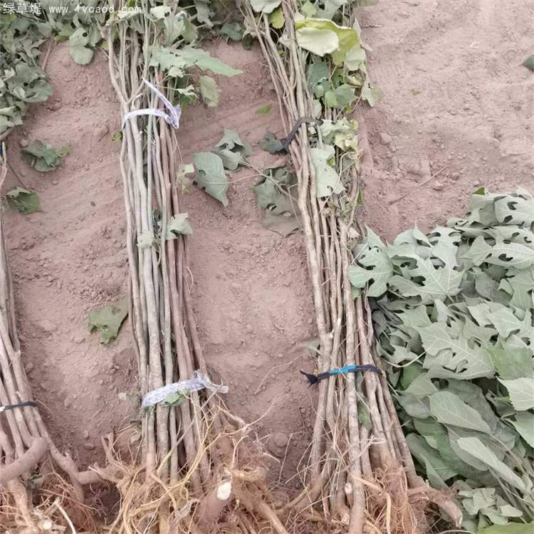 構(gòu)樹(shù)苗