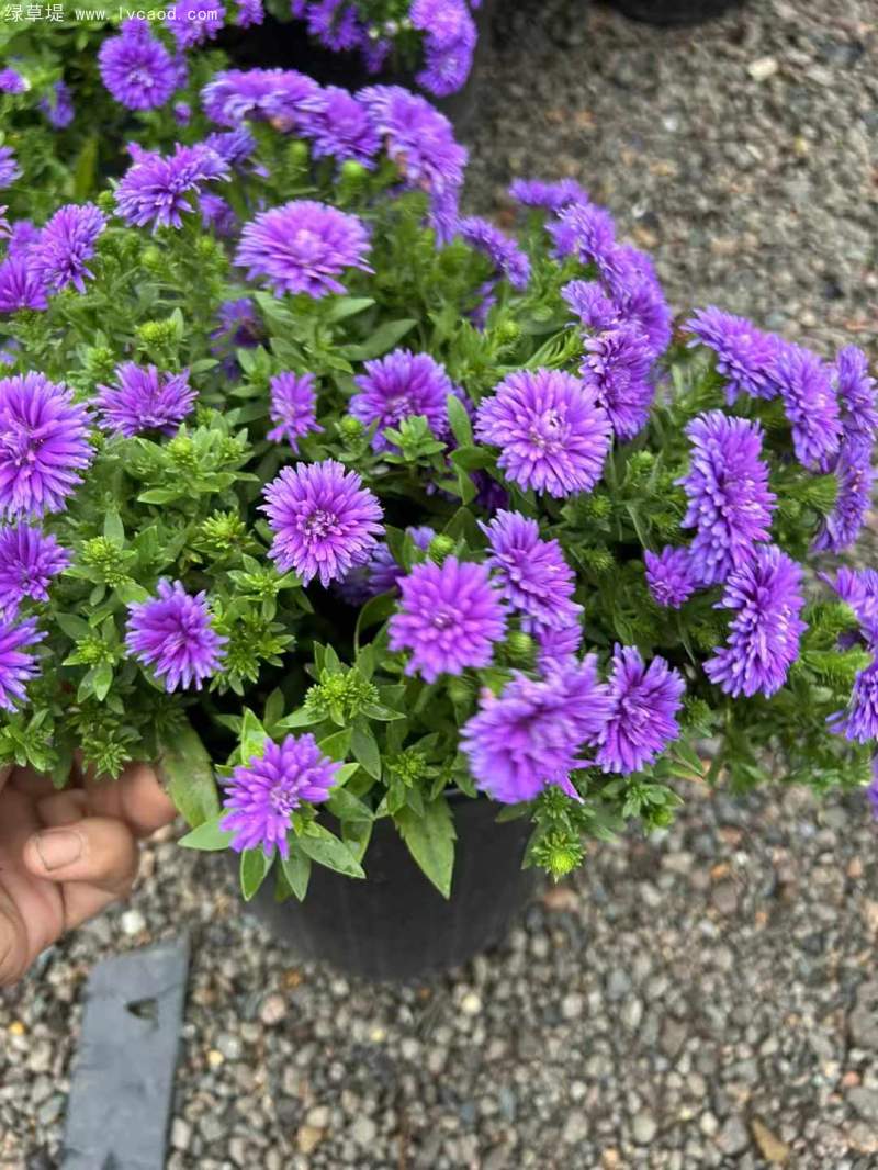 荷蘭菊盆栽