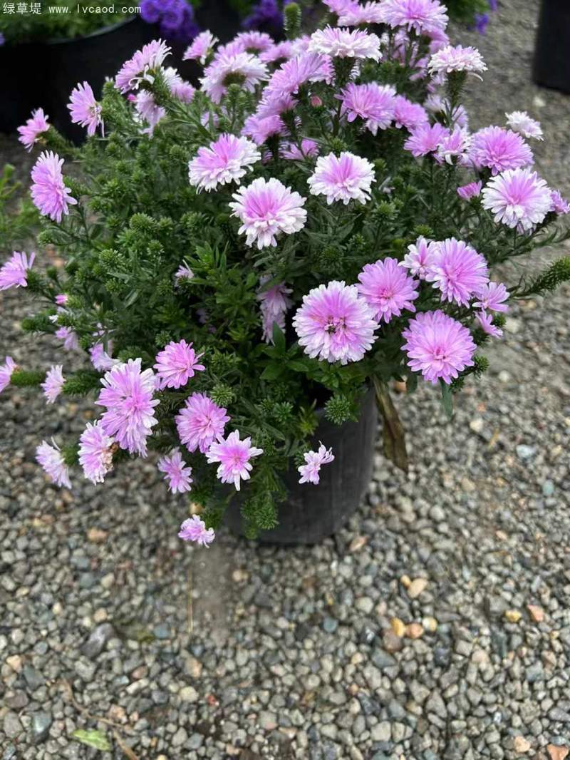 荷蘭菊盆栽