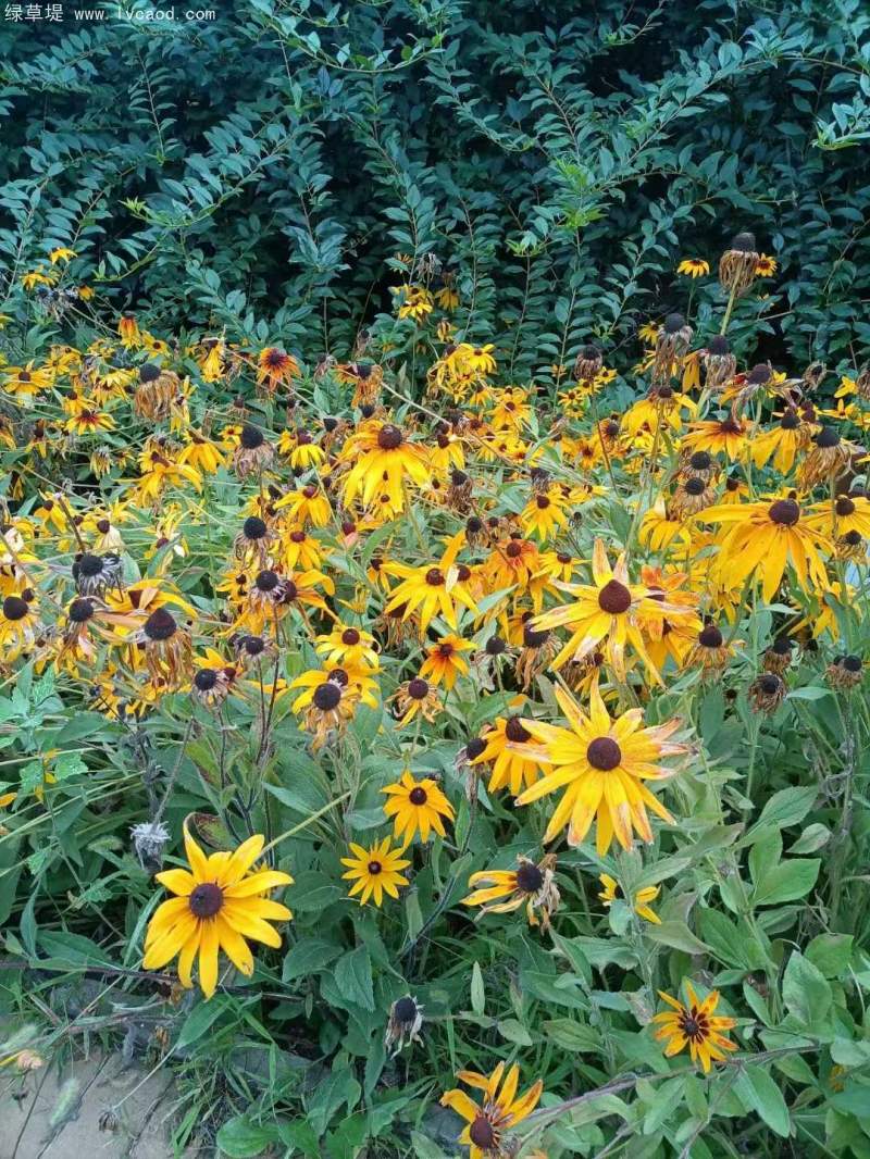 黑心菊盆栽杯苗