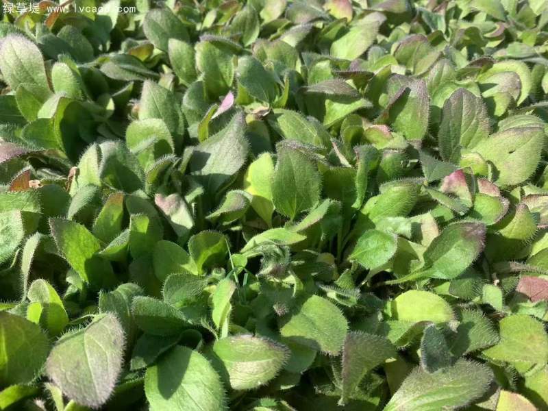 黑心菊盆栽杯苗