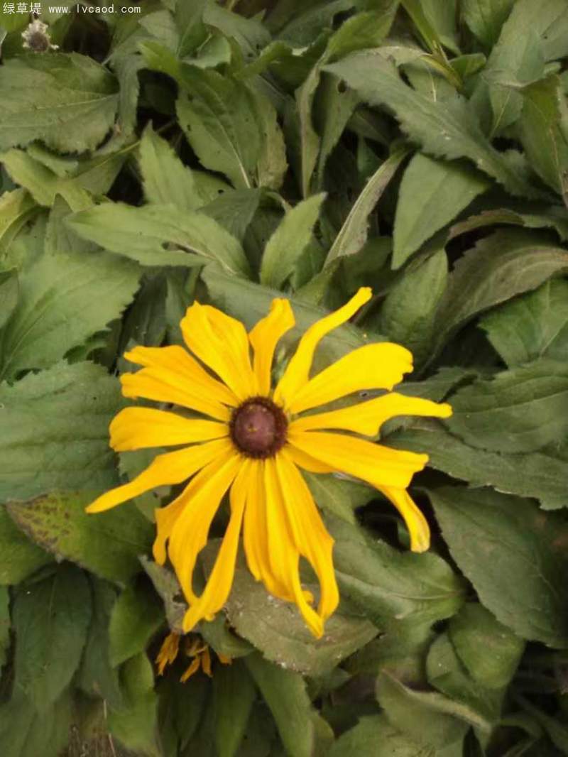 黑心菊盆栽杯苗