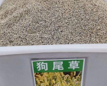 狗尾草種子