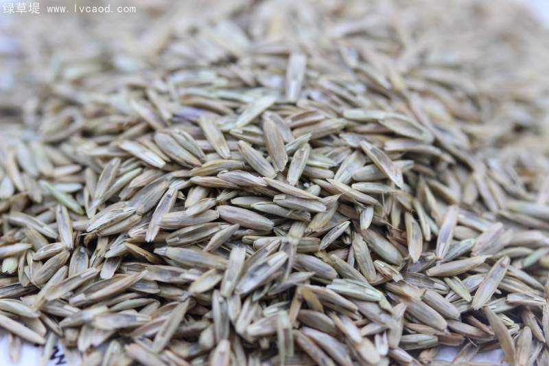 多年生黑麥草種子