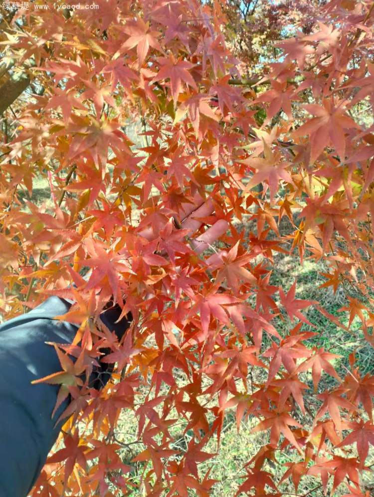 雞爪槭樹葉秋冬季變色