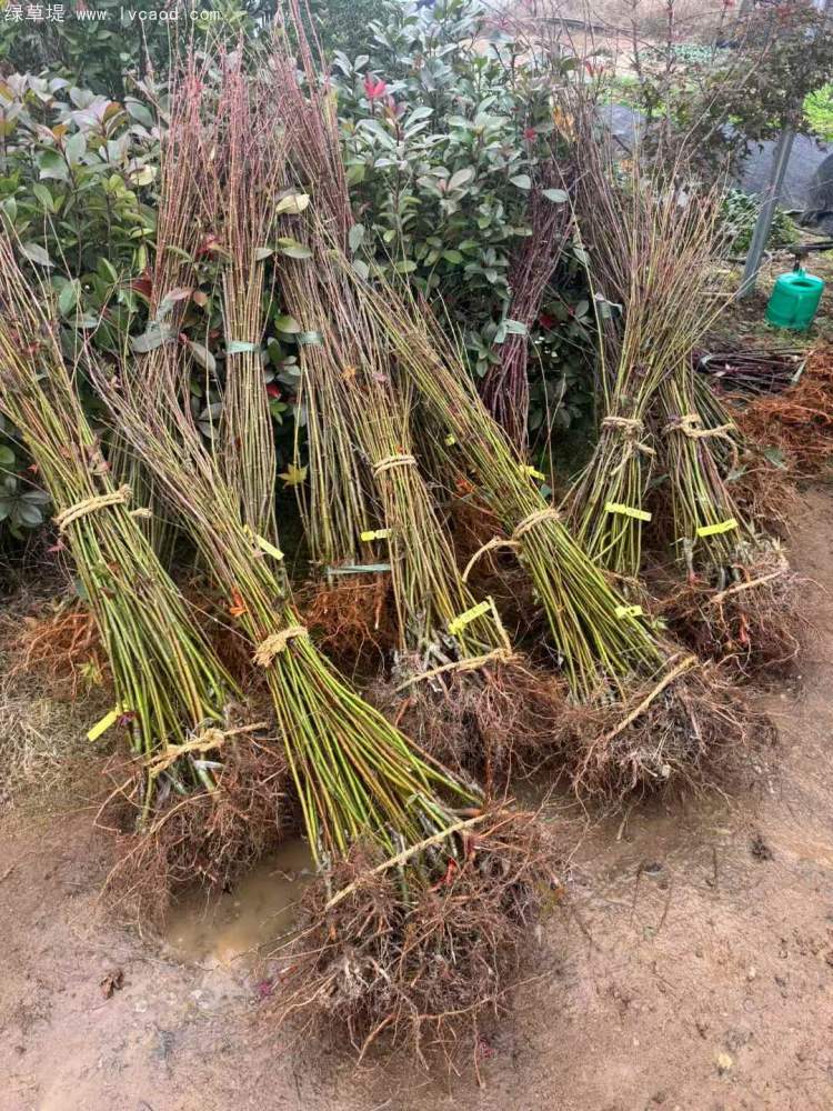 雞爪槭小苗樹苗