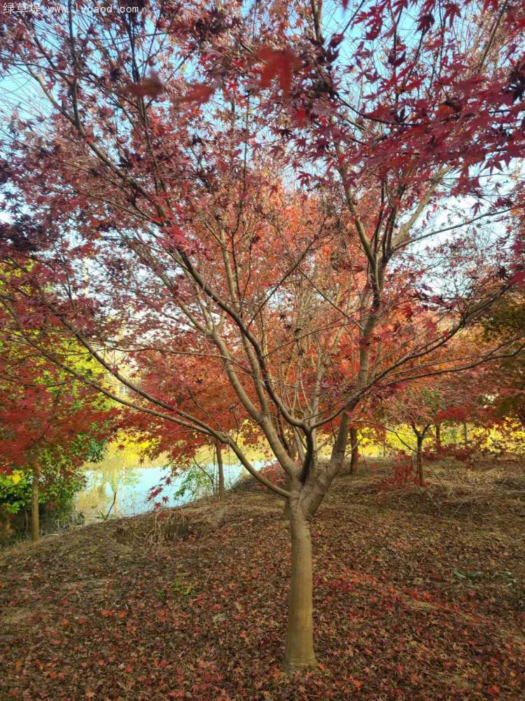 雞爪槭樹葉秋冬季變色