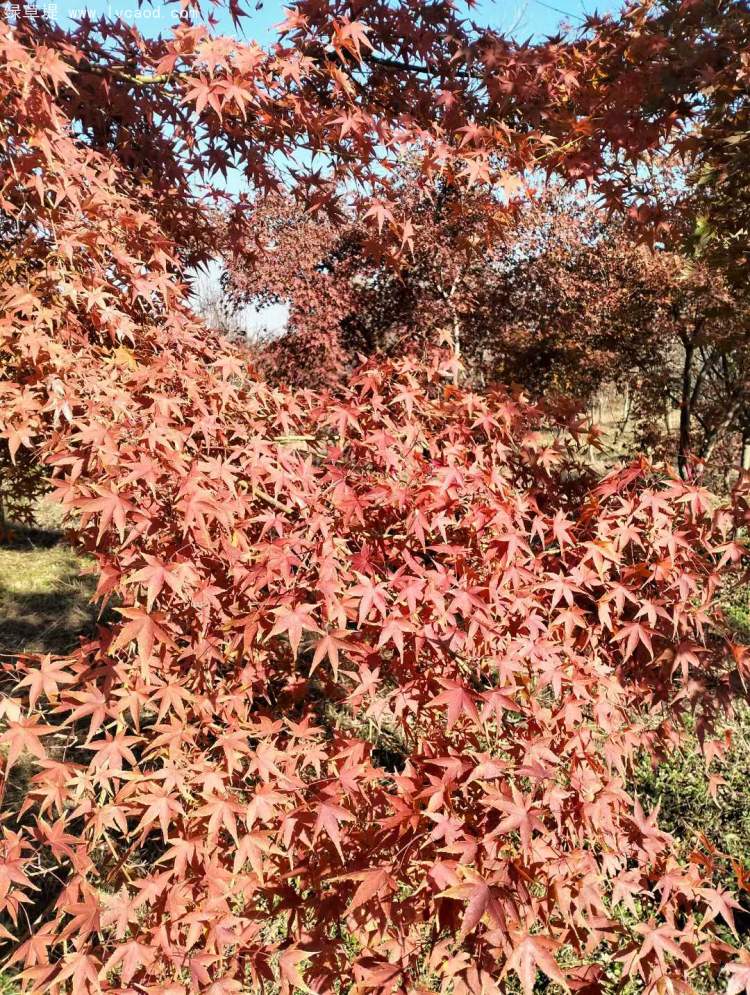 雞爪槭樹葉秋冬季變色