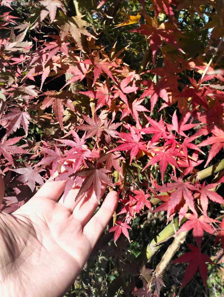 雞爪槭樹葉秋冬季變色